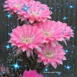 Meet your Posher, Rosa